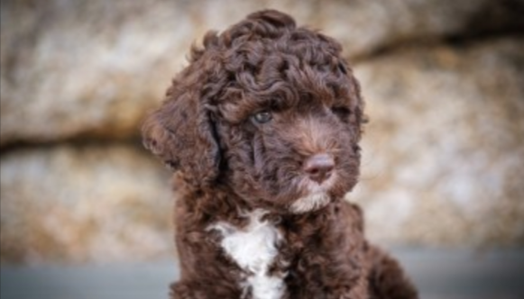 Lagotto Romagnolo Lagotto Romagnolo