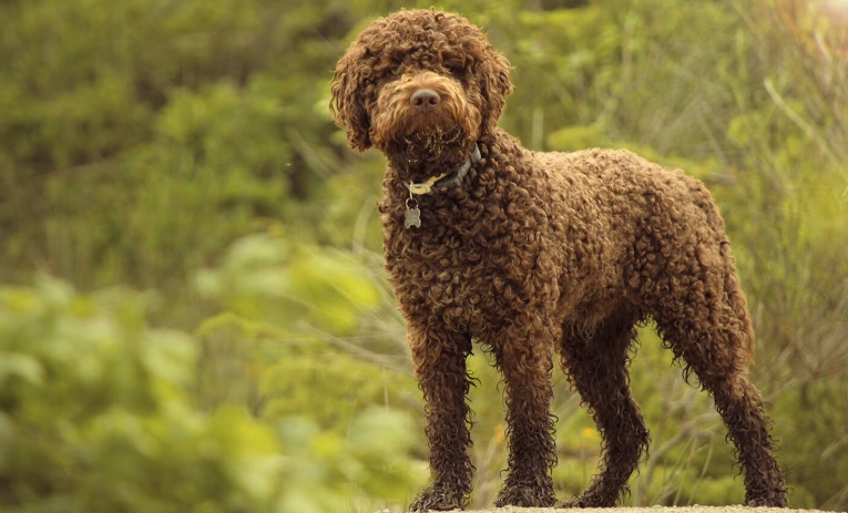 Lagotto Romagnolo Lagotto Romagnolo