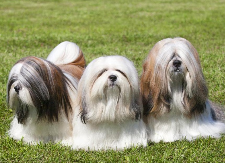 Lhasa Apso Lhasa Apso