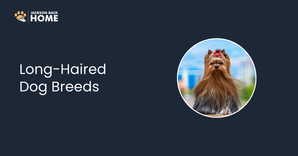 Long-Haired Dog Breeds