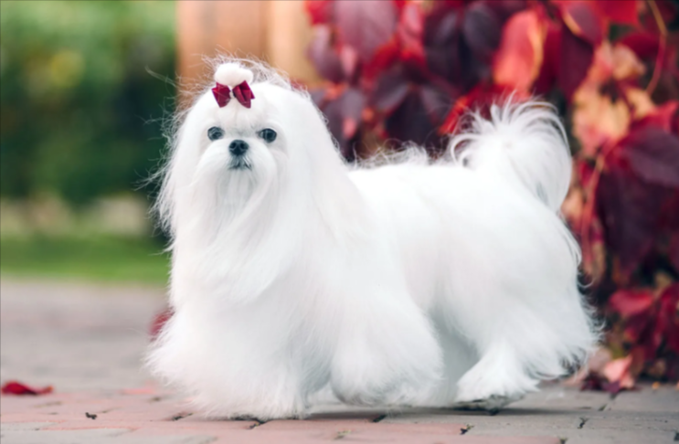 Maltese Maltese