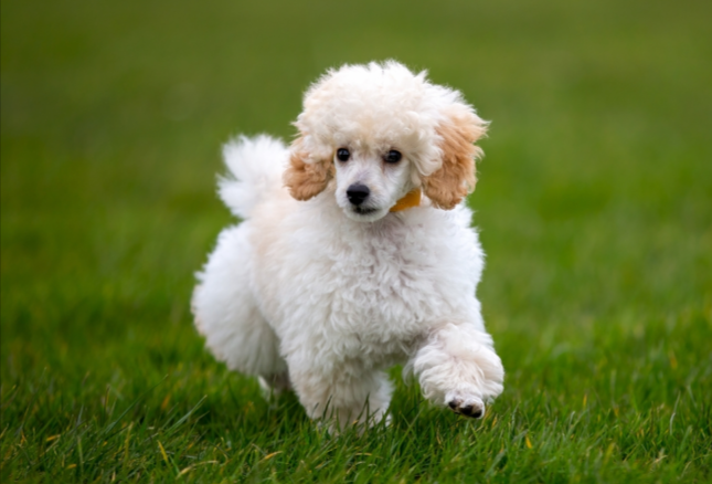 Miniature Poodle Miniature Poodle