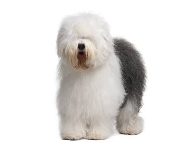 Old English Sheepdog Old English Sheepdog