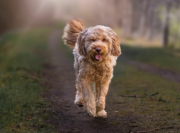 Otterhound Otterhound