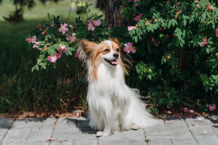 Papillon Papillon