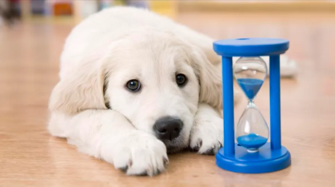 Pet Insurance No Waiting Period Pet Insurance No Waiting Period