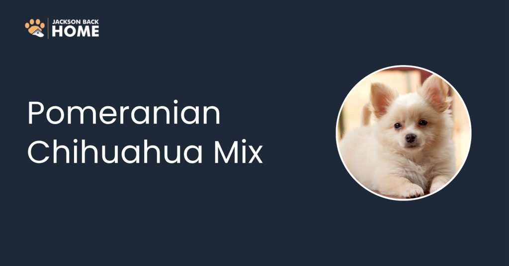 Pomeranian Chihuahua Mix