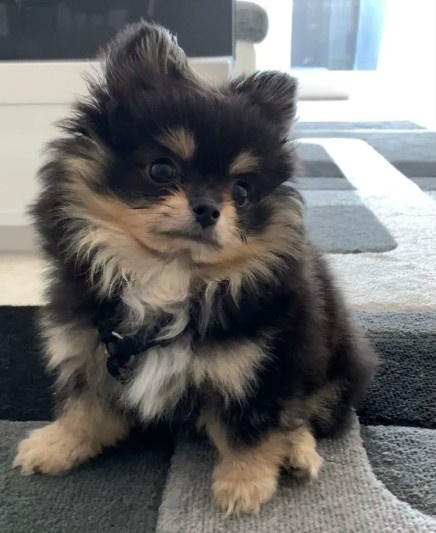 Pomeranian Chihuahua Mix Lifespan Pomeranian Chihuahua Mix Lifespan