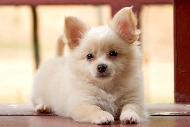 Pomeranian Chihuahua Mix Price Pomeranian Chihuahua Mix Price