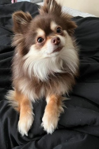 Pomeranian Chihuahua Personality And Appearance Pomeranian Chihuahua Personality And Appearance