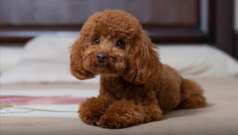 Poodle (Standard, Miniature, Toy) Poodle (Standard, Miniature, Toy)