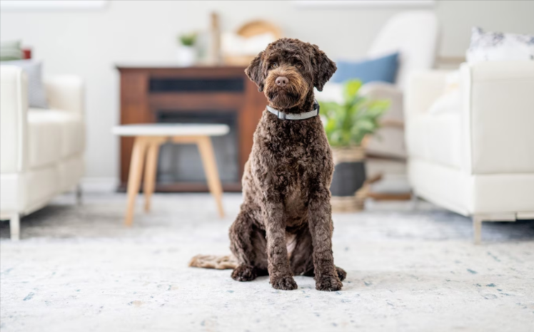 Portuguese Water Dog Portuguese Water Dog