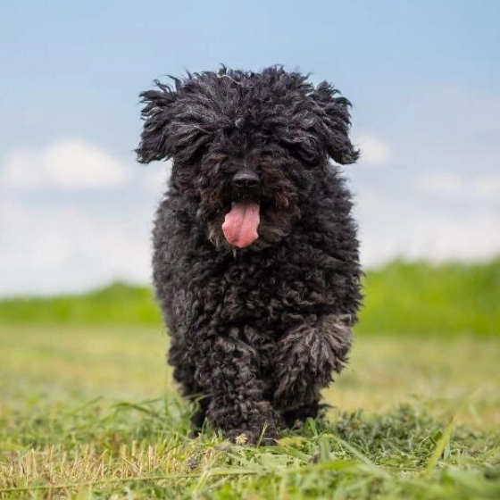 Puli Puli