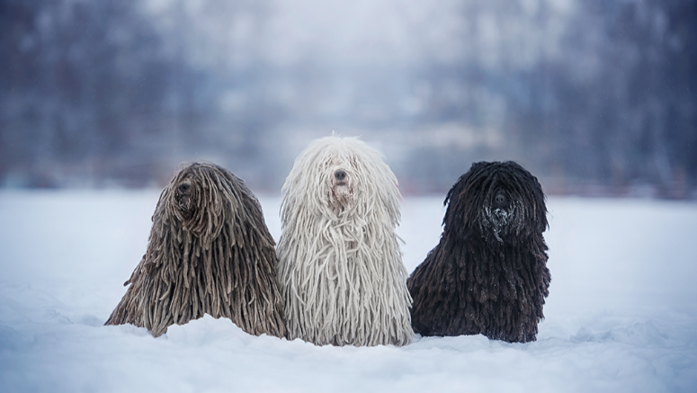 Puli Puli
