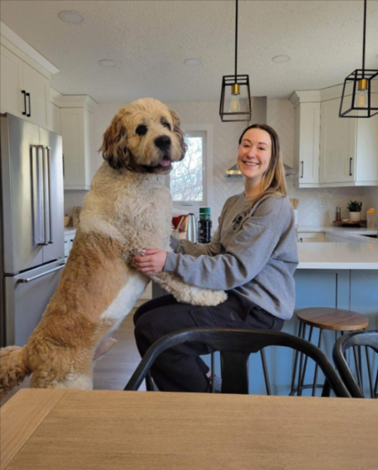 Saint Berdoodle Saint Berdoodle