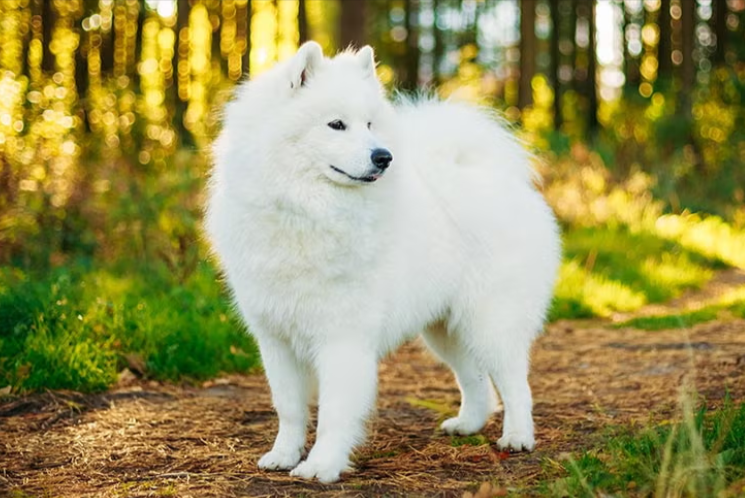 Samoyed Samoyed
