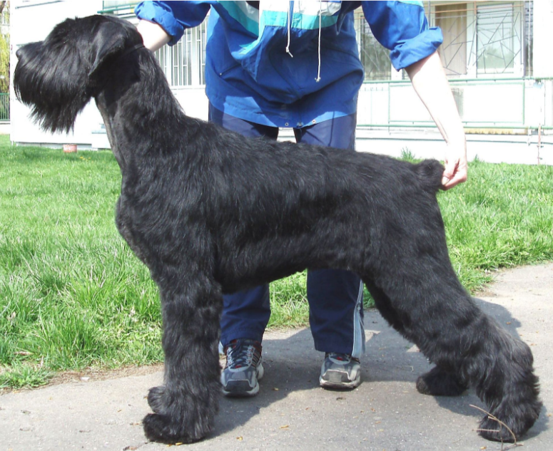 Schnauzer (Giant/Standard) Schnauzer (Giant/Standard)
