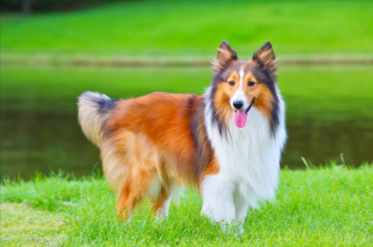 Shetland Sheepdog Shetland Sheepdog