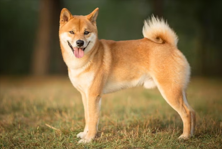 Shiba Inu Shiba Inu