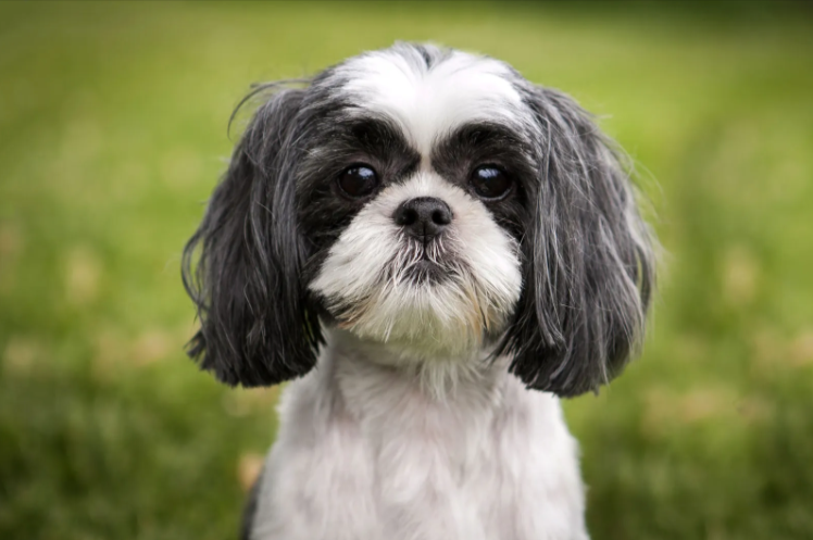 Shih Tzu Shih Tzu