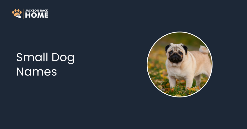 Small Dog Names