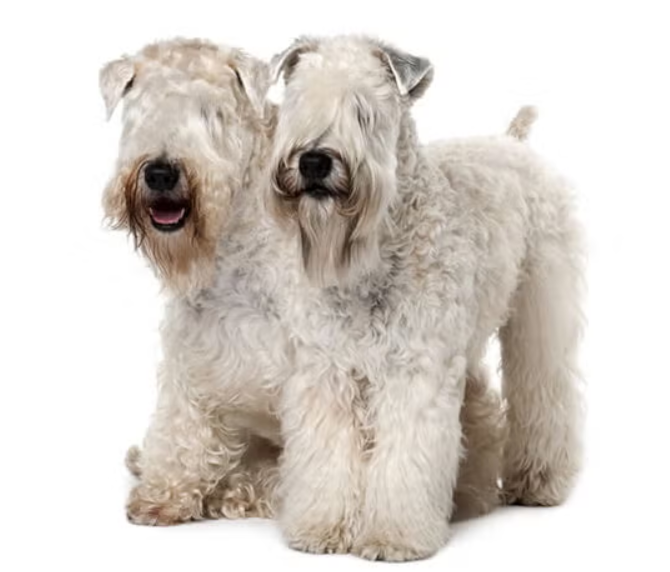 Soft Coated Wheaten Terrier Soft Coated Wheaten Terrier