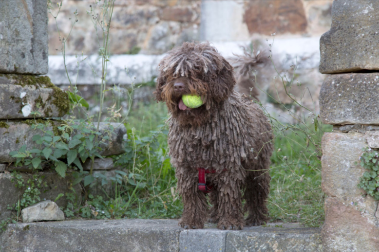 Spanish Water Dog Spanish Water Dog
