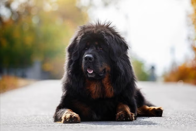 Tibetan Mastiff Tibetan Mastiff