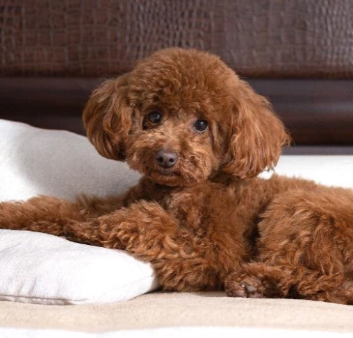 Toy Poodle Toy Poodle