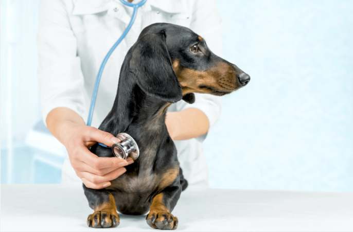 Understanding Pre-Existing Conditions In Pet Understanding Pre-Existing Conditions In Pet