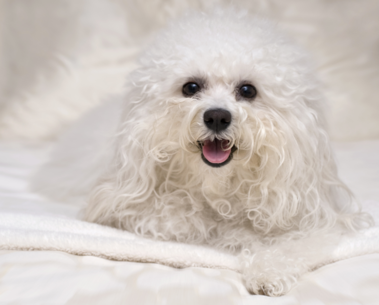 White Curly-Haired Dog Breeds White Curly-Haired Dog Breeds
