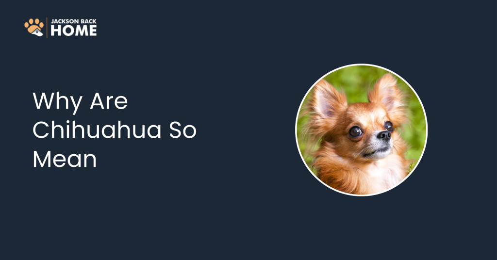 Why Are Chihuahua So Mean