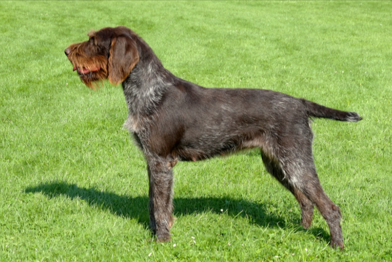 Wirehaired Pointing Griffon Wirehaired Pointing Griffon