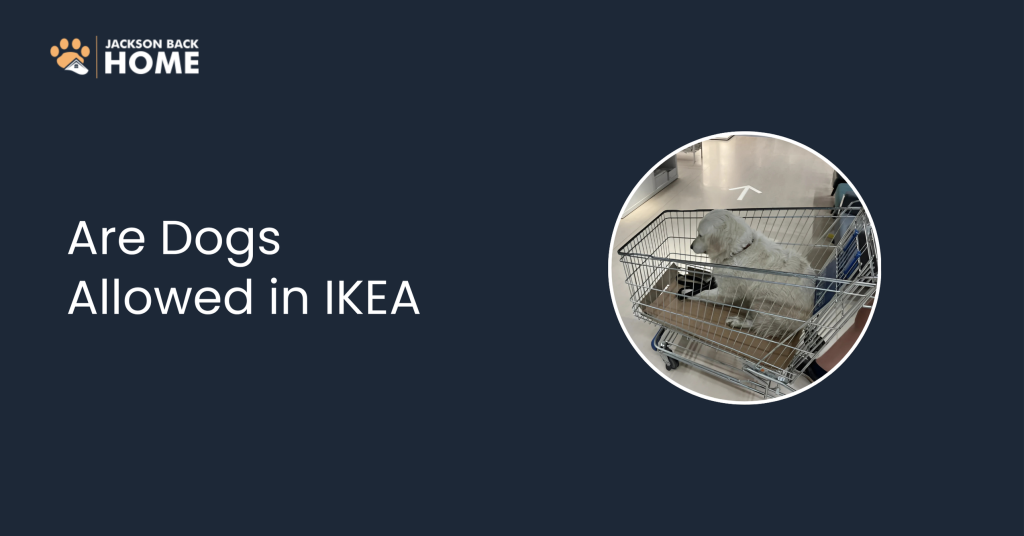 Are Dogs Allowed in IKEA