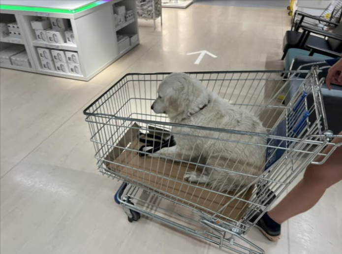 Are Dogs Allowed in IKEA Stores Are Dogs Allowed in IKEA Stores