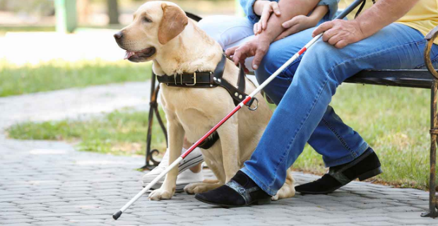 Assistance dogs Assistance dogs