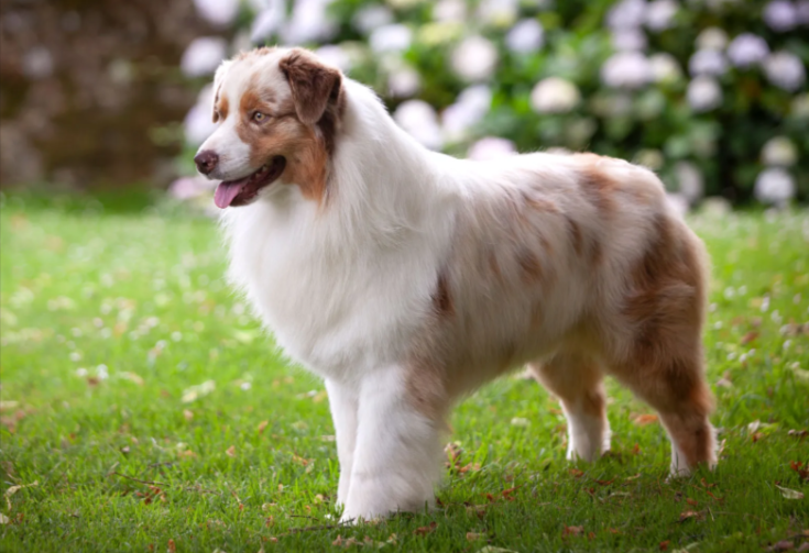 Australian Shepherd Australian Shepherd