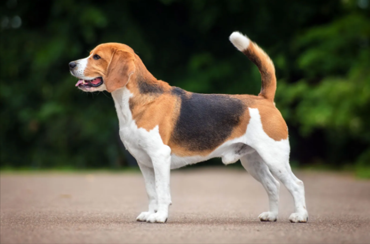 Beagle Beagle
