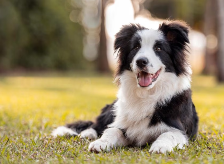 Border Collie Border Collie