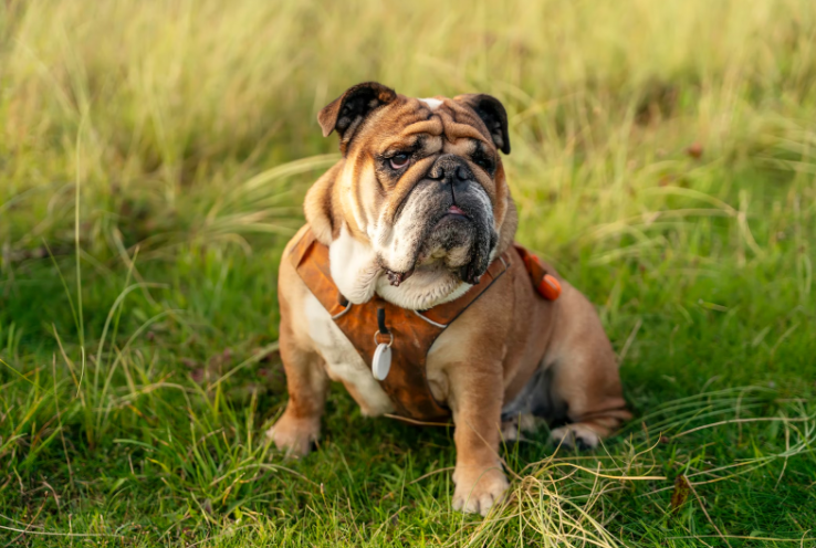 Bulldog Bulldog