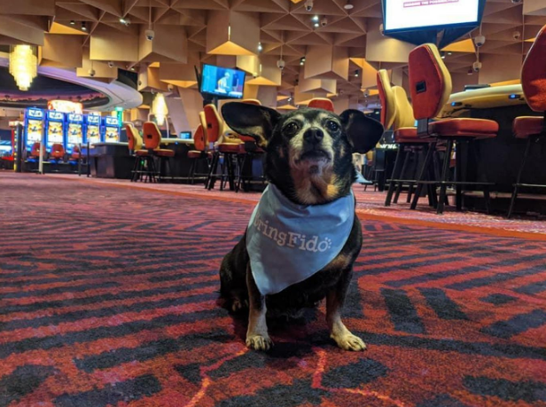 Can We Take Dogs to Casinos Can We Take Dogs to Casinos