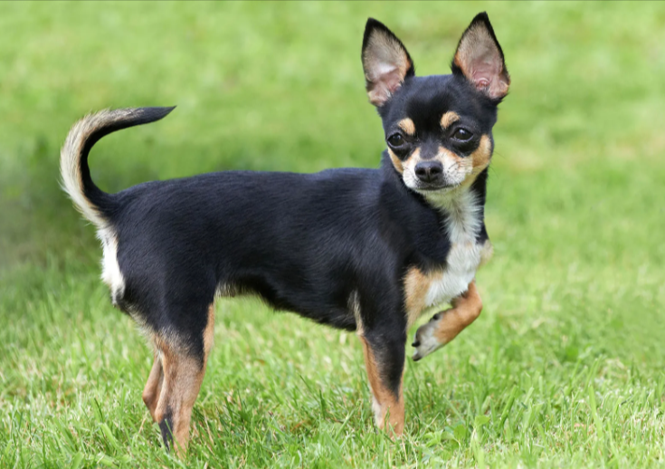 Chihuahua Chihuahua