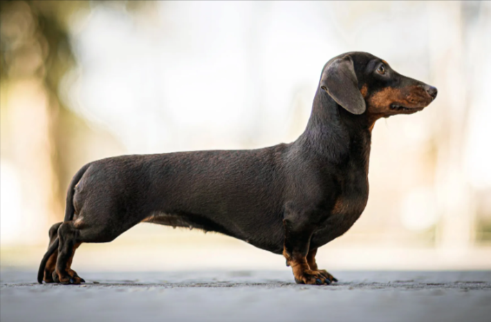 Dachshund Dachshund