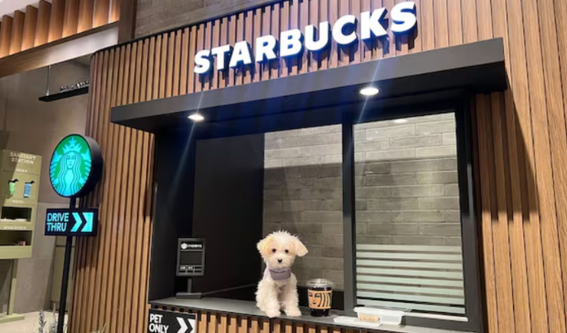 Dogs Allowed in Starbucks Stores Dogs Allowed in Starbucks Stores