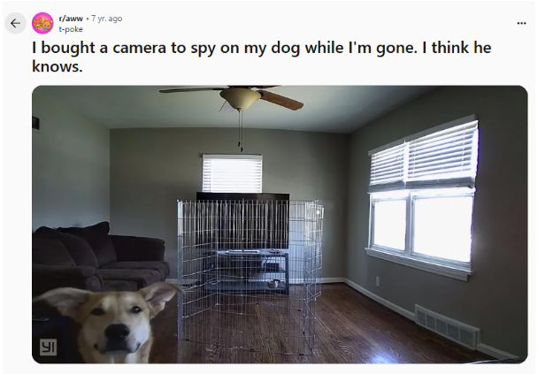 Dogs Might Behave Differently