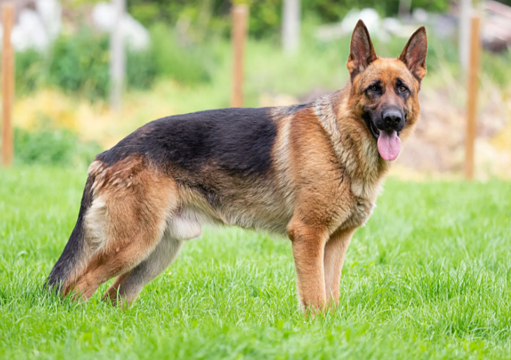 German Shepherd German Shepherd