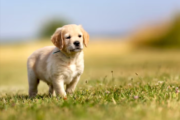 Golden Retriever Golden Retriever