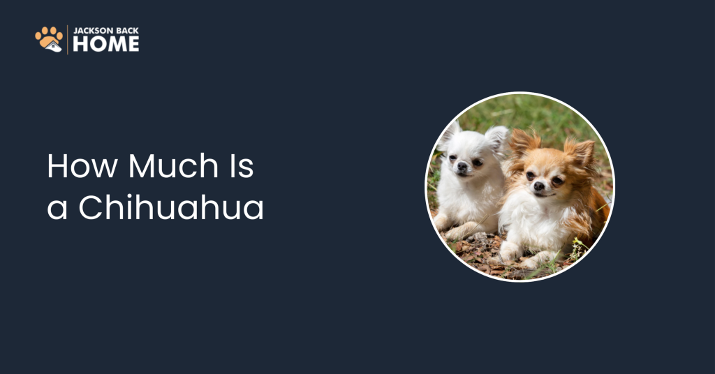 How Much Is a Chihuahua