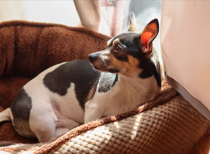 How to Care for a Jack Chi Mix How to Care for a Jack Chi Mix