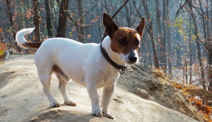 Jack Chi Puppy Cost Jack Chi Puppy Cost